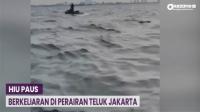 Video Hiu Paus Berkeliaran di Perairan Teluk Jakarta Mendadak Viral