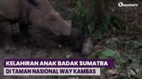 Selamat! Anak Badak Sumatra Lahir di Taman Nasional Way Kambas