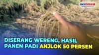 Tinggal Panen, Tanaman Padi Petani Kulon Progo Diserang Hama Wereng