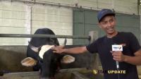 Wow! Raffi Ahmad Borong Sapi Qurban, Keluarga Dapat Jatah Satu Ekor