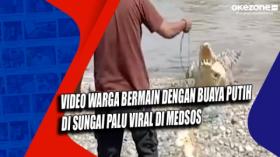 Video Warga Bermain dengan Buaya Putih di Sungai Palu Viral di Medsos