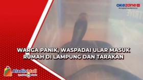 Warga Panik, Waspadai Ular Masuk Rumah di Lampung dan Tarakan