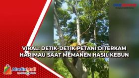 Viral! Detik-detik Petani Diterkam Harimau saat Memanen Hasil Kebun