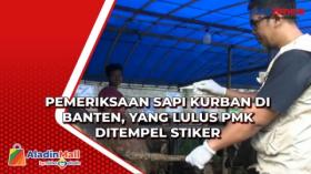 Pemeriksaan Sapi Kurban di Banten, yang Lulus PMK Ditempel Stiker