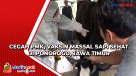 Cegah PMK, Vaksin Massal Sapi Sehat di Ponorogo, Jawa Timur