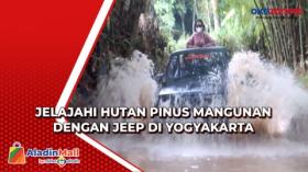 Jelajahi Hutan Pinus Mangunan dengan Jeep di Yogyakarta