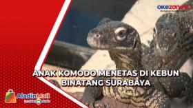 Anak Komodo Menetas di Kebun Binatang Surabaya
