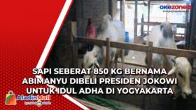 Sapi Seberat 850 Kg Bernama Abimanyu Dibeli Presiden Jokowi untuk Idul Adha di Yogyakarta