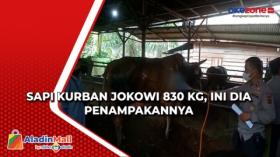 Sapi Kurban Jokowi 830 Kg, Ini Dia Penampakannya