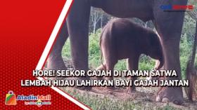 Hore! Seekor Gajah di Taman Satwa Lembah Hijau Lahirkan Bayi Gajah Jantan