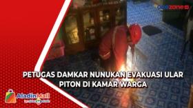 Petugas Damkar Nunukan Evakuasi Ular Piton di Kamar Warga
