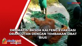 Dramatis! BKSDA Kalteng Evakuasi Orangutan dengan Tembakan Obat Bius