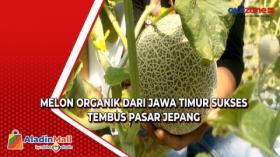 Melon Organik dari Jawa Timur Sukses Tembus Pasar Jepang