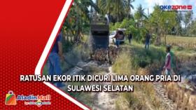 Ratusan Ekor Itik Dicuri Lima Orang Pria di Sulawesi Selatan
