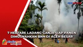7 Hektare Ladang Ganja Siap Panen Dimusnahkan BNN di Aceh Besar