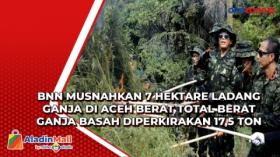 BNN Musnahkan 7 Hektare Ladang Ganja di Aceh Berat Total Berat Ganja Basah Diperkirakan 17,5 Ton
