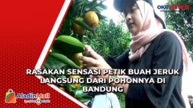 Rasakan Sensasi Petik Buah Jeruk Langsung dari Pohonnya di Bandung