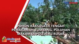 Pohon Raksasa di Tengah Pemakaman Tumbang, Puluhan Makam di Polewali Rusak