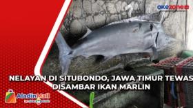 Nelayan di Situbondo, Jawa Timur Tewas Disambar Ikan Marlin