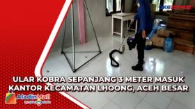 Ular Kobra Sepanjang 3 Meter Masuk Kantor Kecamatan Lhoong, Aceh Besar
