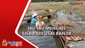 Ibu-Ibu Mengais Sisa Padi yang Terendam Banjir di Sumatera Utara 