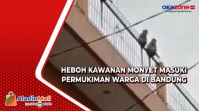 Heboh Kawanan Monyet Masuki Permukiman Warga di Bandung 