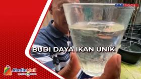 Budi Daya Ikan Bawal di Ember Plastik, Kakek di Banjarnegara Untung Jutaan Rupiah