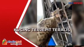 Begini Aksi Damkar Evakuasi Kucing Terjepit Teralis di Rawamangun