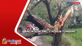 Hujan Deras Disertai Angin Kencang, 5 Pohon Tumbang Tutupi Jalan di Indramayu