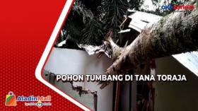 Rumah Hancur Tertimpa Pohon Besar di Tana Toraja