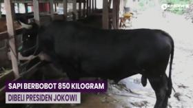 Sapi Kurban Presiden Jokowi 'Markoseng' Berbobot 850 Kilogram dari Konawe Selatan