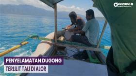 Warga Selamatkan Dugong Tersangkut Tali di Alor NTT, Terekam Video Amatir