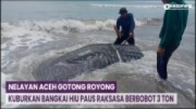 Nelayan Aceh Gotong Royong Kuburkan Bangkai Hiu Paus Raksasa Berbobot 3 Ton