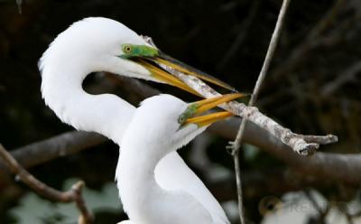 banner-podcast
