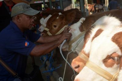 Potret Aktivitas Jual Beli Sapi di Pasar Hewan Ambarawa Jelang Idul Adha