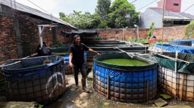 bisnis-lele-di-tengah-perkotaan-warga-puri-gading-bekasi-sukses-raup-cuan