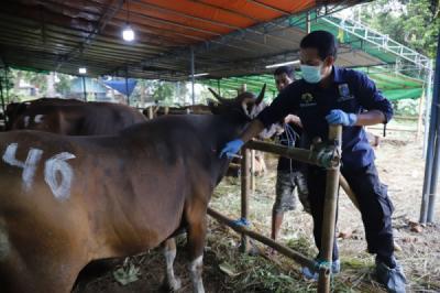 Jelang Idul Adha, Ribuan Hewan Kurban di Jakarta Jalani Pemeriksaan Kesehatan