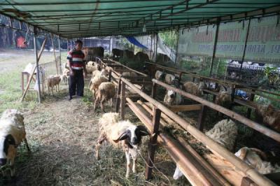 Jelang Idul Adha 2025, Penjualan Hewan Kurban di Jakarta Mulai Ramai