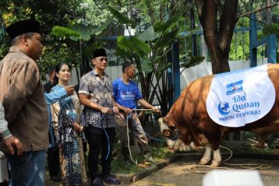AHY Saksikan Penyembelihan Sapi Kurban 1,2 Ton di DPP Partai Demokrat