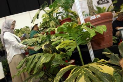 floii-expo-2025-resmi-dibuka-pameran-tanaman-hias-terbesar-di-indonesia-hadir-di-ice-bsd