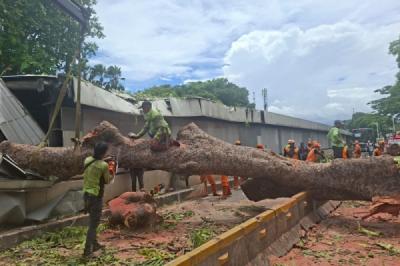 pohon-tumbang-tutup-jalan-sisingamangaraja-dan-ganggu-mrt