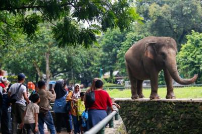 pengunjung-taman-margasatwa-ragunan-tembus-68000-saat-puncak-libur-nataru