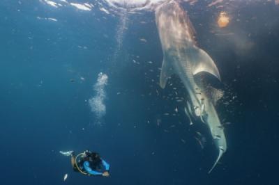 langkah-nyata-konservasi-laut-pis-berhasil-tandai-empat-hiu-paus