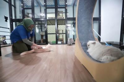 mudik-tenang-kucing-menginap-di-pet-hotel-yang-penuh-hingga-akhir-maret