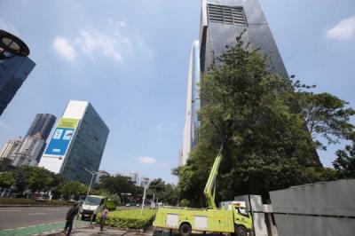 antisipasi-pohon-tumbang-petugas-pangkas-dahan-rawan-di-benhil