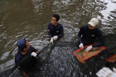 Penertiban Ikan Sapu-Sapu, Tiga Ton Dimusnahkan di Ibu Kota