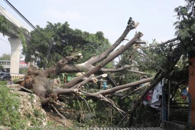 pohon-tumbang-akibat-angin-kencang-dievakuasi-petugas-di-jakarta-timur