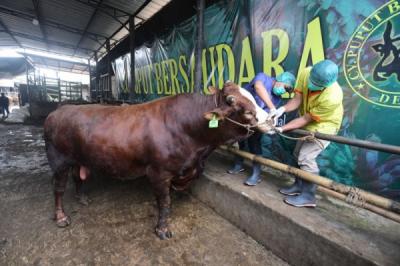 pemeriksaan-hewan-kurban-diperketat-jelang-iduladha-di-depok