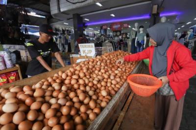 Terungkap! Kementan 'Kunci' Harga Telur, Stabilkah Pasar? 1 Terungkap! Kementan 'Kunci' Harga Telur, Stabilkah Pasar?