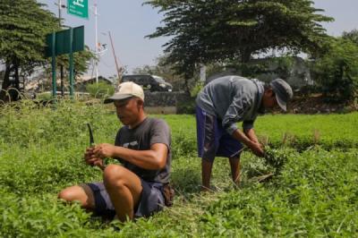 Memanfaatkan Lahan Tidur, Petani Panen 1.500 Ikat Kemangi